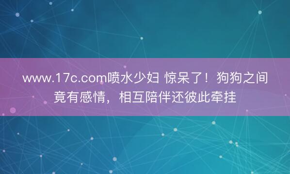 www.17c.com喷水少妇 惊呆了！狗狗之间竟有感情，相互陪伴还彼此牵挂